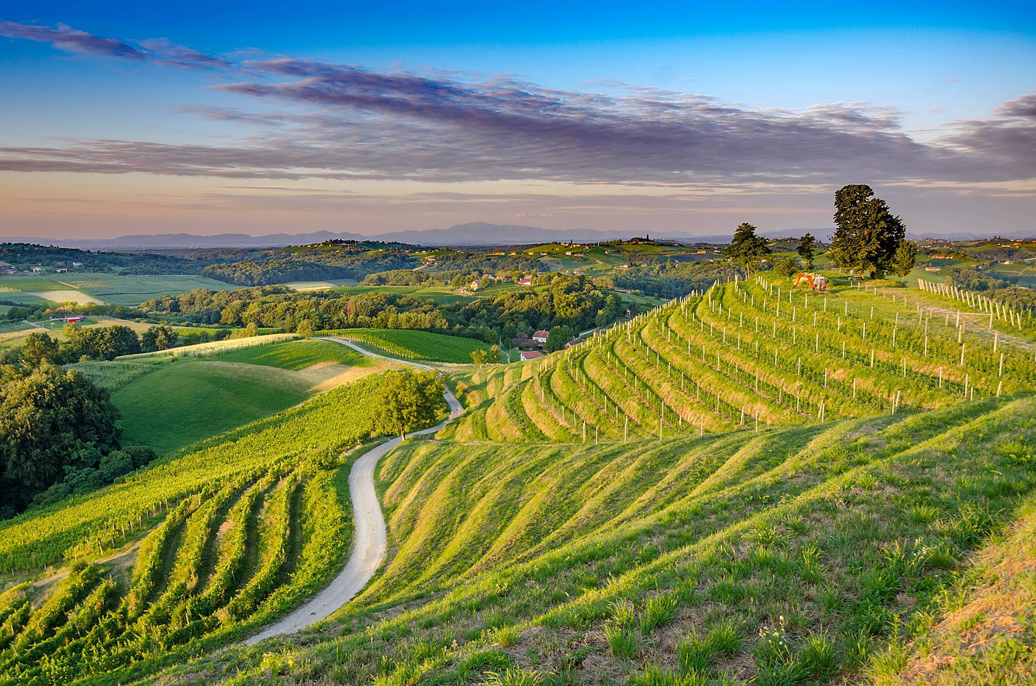 A beautiful vineyard in Sveti Martin na Muri.